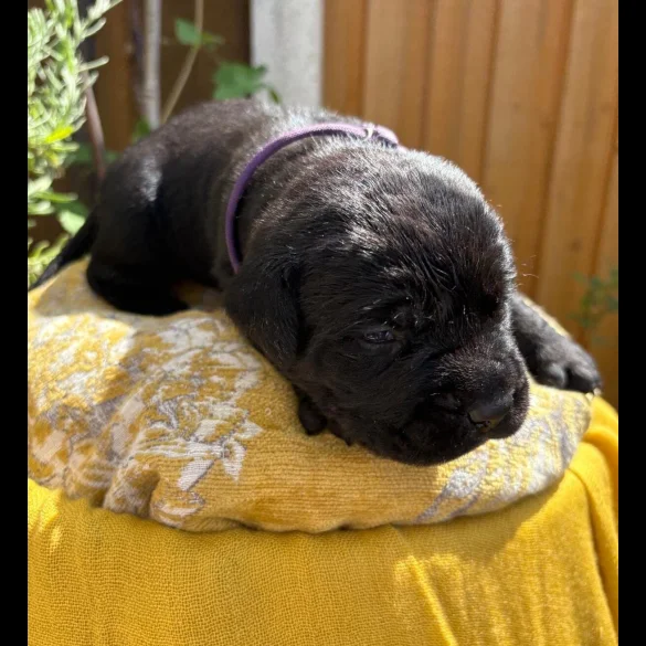 Cane Corso - Both