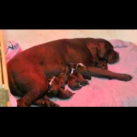 Cane Corso - Both