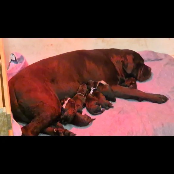 Cane Corso - Both