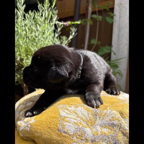 Cane Corso - Both
