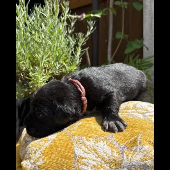 Cane Corso - Both