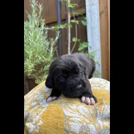 Cane Corso - Both
