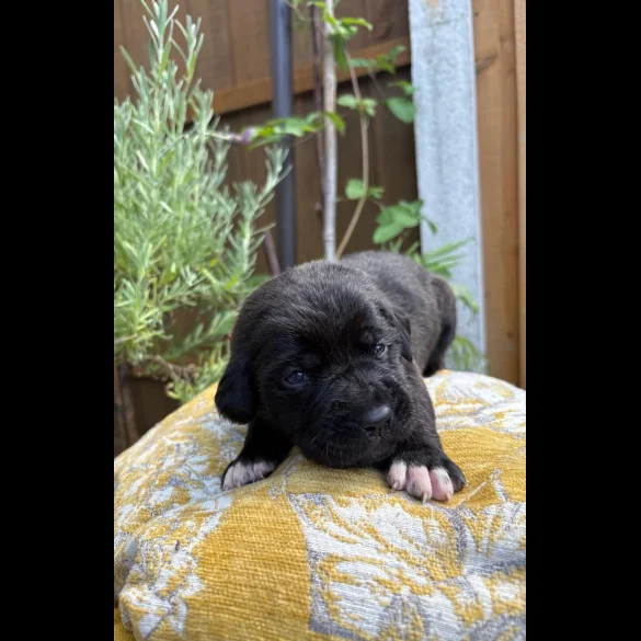 Cane Corso - Both