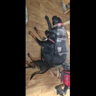 Cane Corso - Both