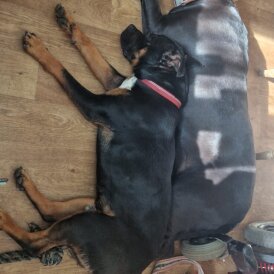 Cane Corso - Both