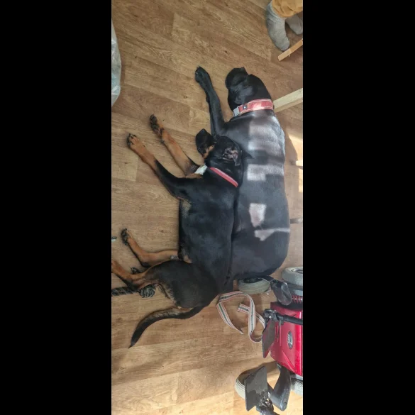 Cane Corso - Both