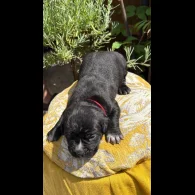 Cane Corso - Both