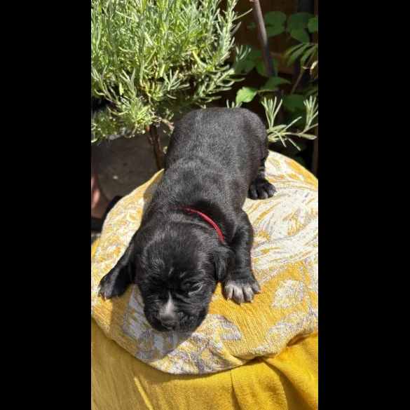 Cane Corso - Both