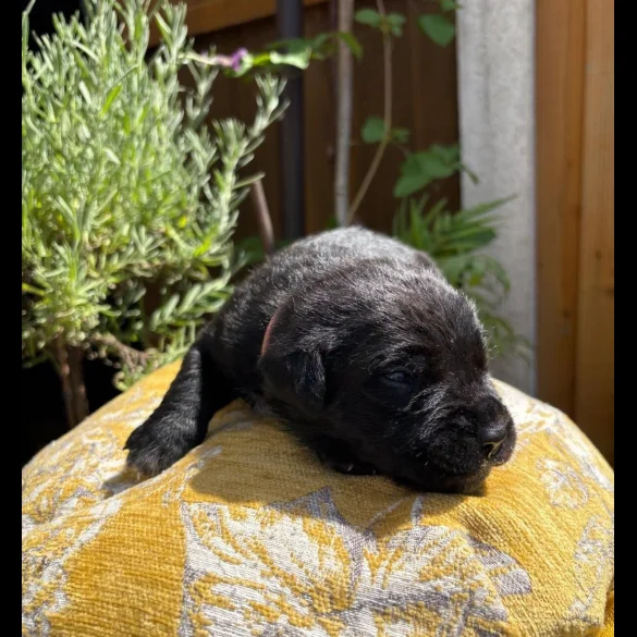 Cane Corso - Both
