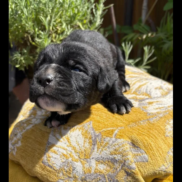 Cane Corso - Both