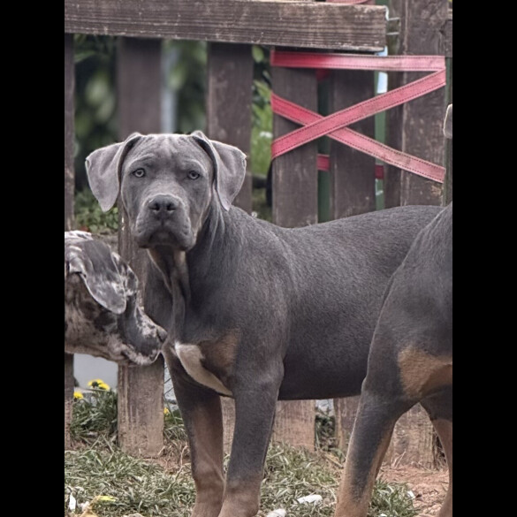 Cane Corso - Dogs