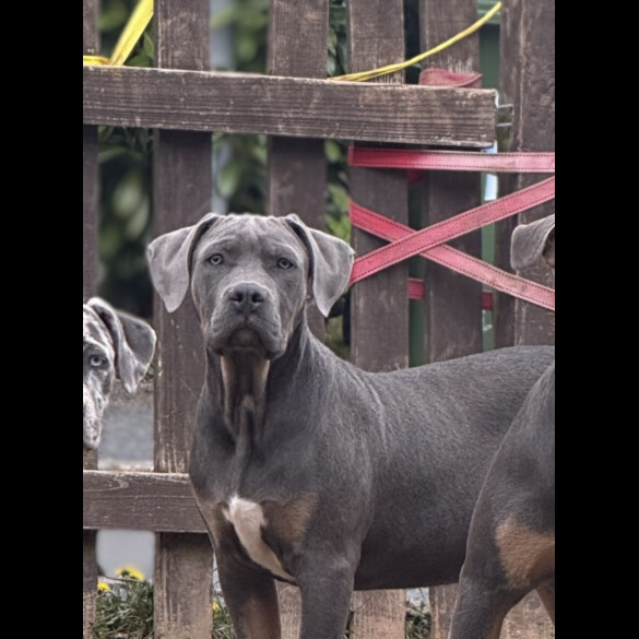 Cane Corso - Dogs