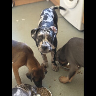 Cane Corso - Dogs
