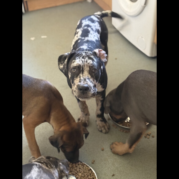 Cane Corso - Dogs