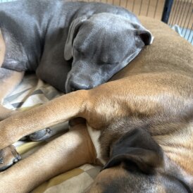 Cane Corso - Dogs