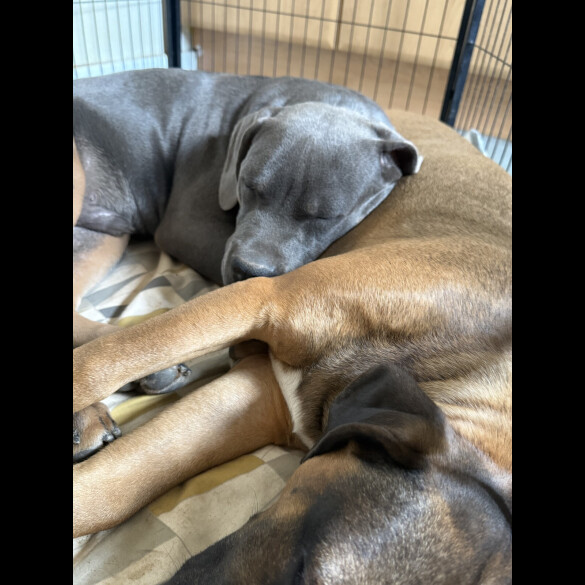 Cane Corso - Dogs