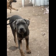 Cane Corso - Dogs