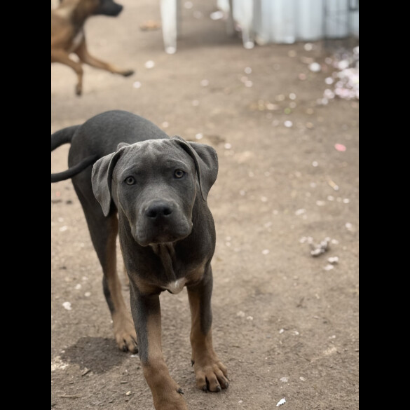 Cane Corso - Dogs
