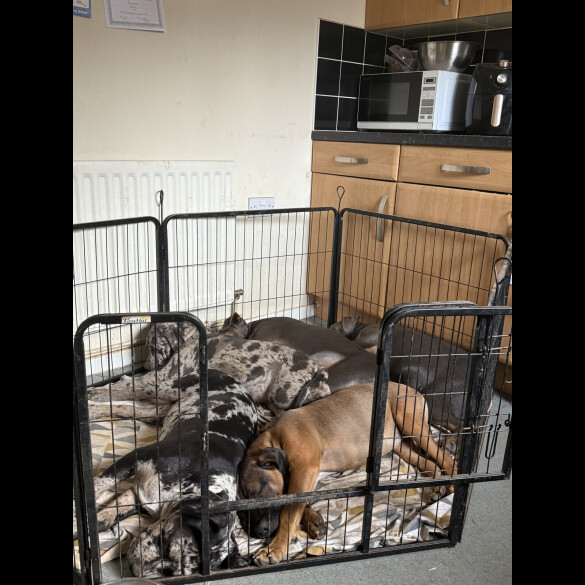Cane Corso - Dogs
