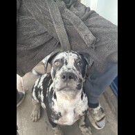 Cane Corso - Dogs