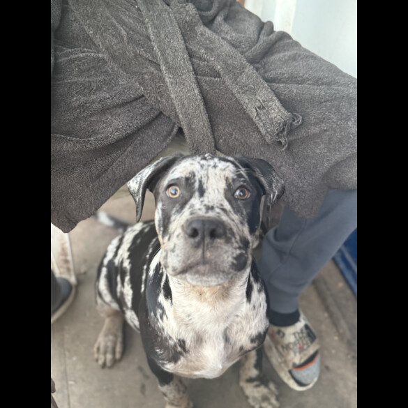 Cane Corso - Dogs