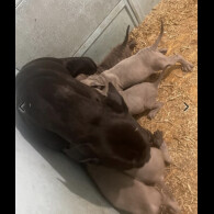 Cane Corso - Both