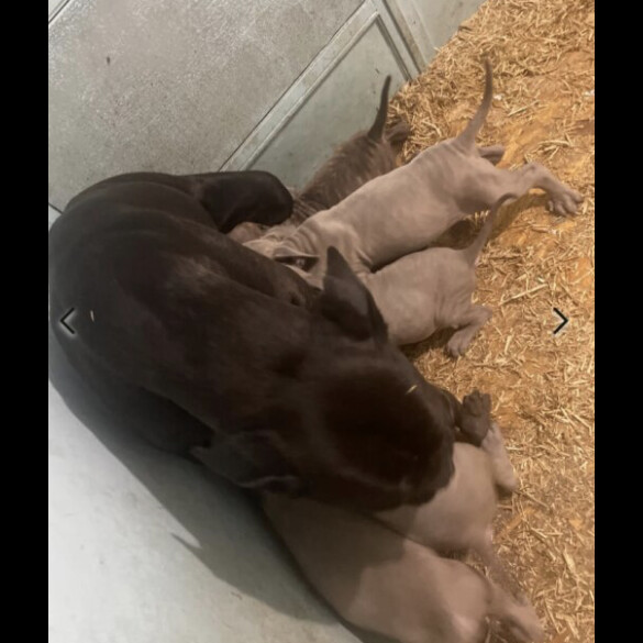 Cane Corso - Both