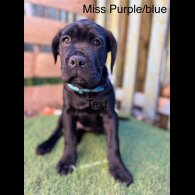 Cane Corso - Both