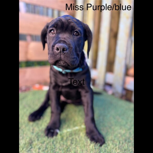 Cane Corso - Both