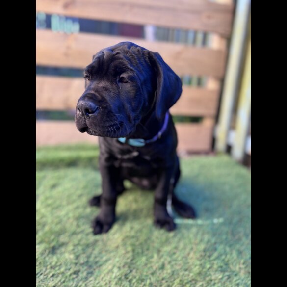 Cane Corso - Both