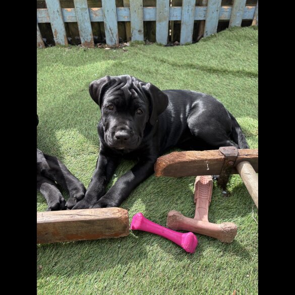 Cane Corso - Both