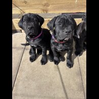Cane Corso - Both