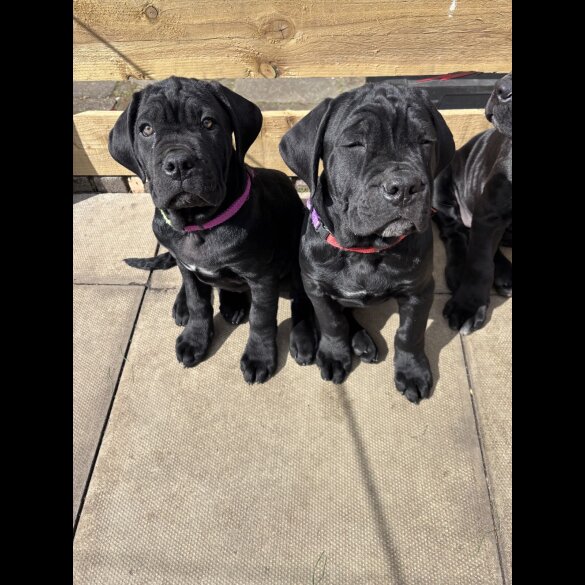 Cane Corso - Both