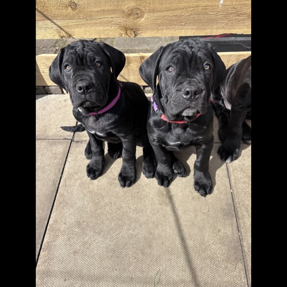 Cane Corso - Both