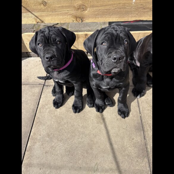 Cane Corso - Both