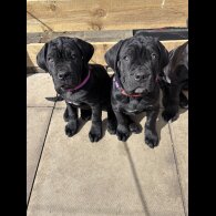 Cane Corso - Both