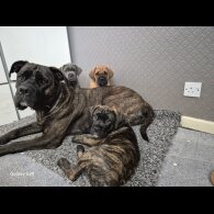 Cane Corso - Both