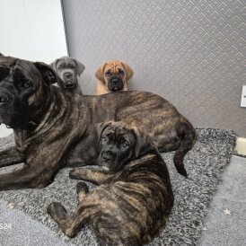 Cane Corso - Both