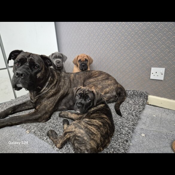 Cane Corso - Both