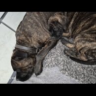 Cane Corso - Both