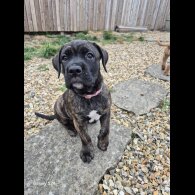 Cane Corso - Both