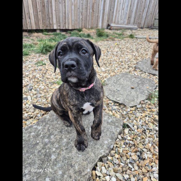 Cane Corso - Both