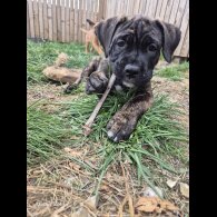 Cane Corso - Both