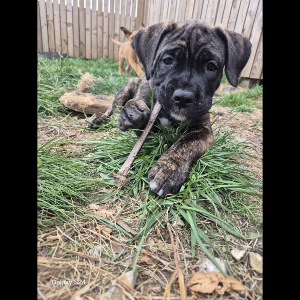 Cane Corso - Both
