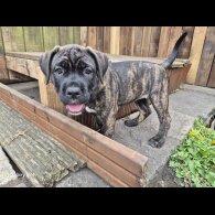 Cane Corso - Both