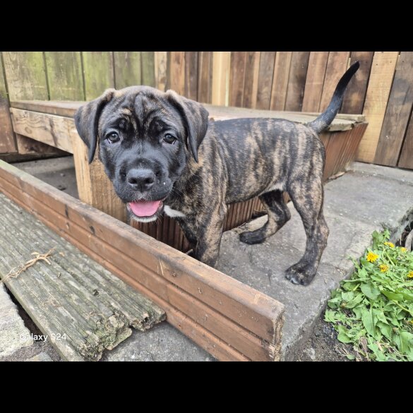 Cane Corso - Both