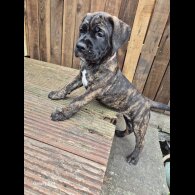 Cane Corso - Both