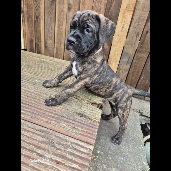 Cane Corso - Both