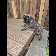 Cane Corso - Both