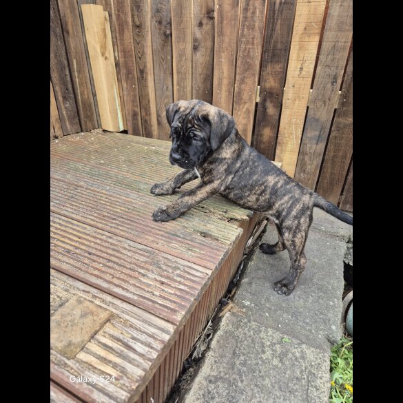 Cane Corso - Both